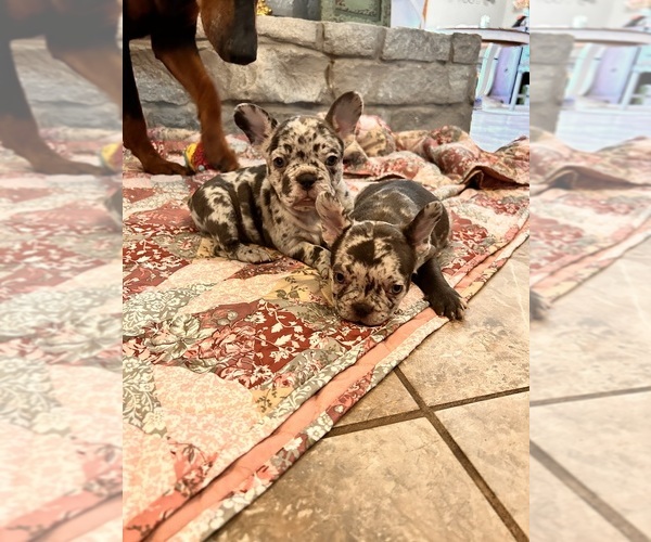 Medium Photo #2 French Bulldog Puppy For Sale in CALDWELL, TX, USA