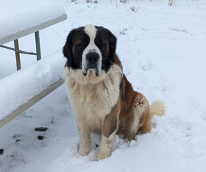 Father of the Saint Bernard puppies born on 05/18/2025