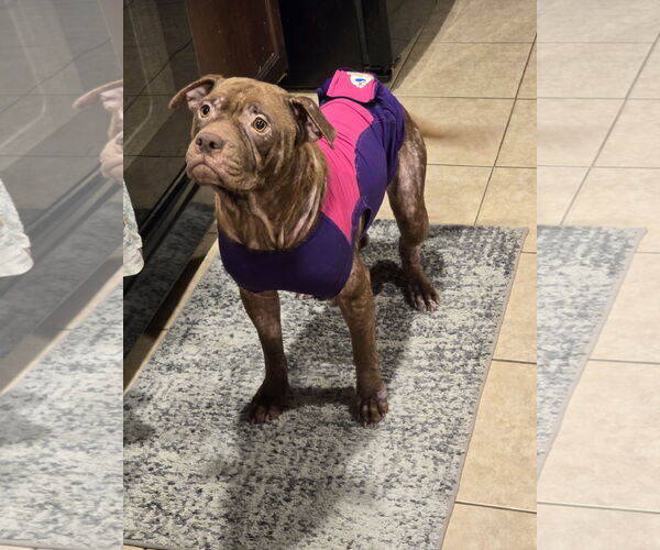 Medium Photo #20 American Staffordshire Terrier Puppy For Sale in Rosenberg, TX, USA