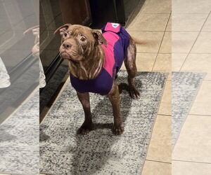 Beatrix - Female American Staffordshire Terrier Dog for Adoption - Photo #20