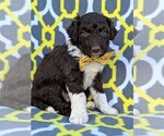 Small Photo #3 Aussiedoodle Puppy For Sale in LANCASTER, PA, USA