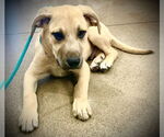Small #14 Labrador Retriever Mix