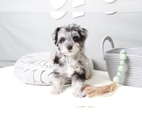 Medium Photo #6 Poovanese Puppy For Sale in MARIETTA, GA, USA