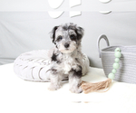 Small Photo #6 Poovanese Puppy For Sale in MARIETTA, GA, USA