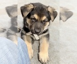 Small #4 German Shepherd Dog