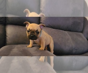 French Bulldog Puppy for sale in PARKER, CO, USA
