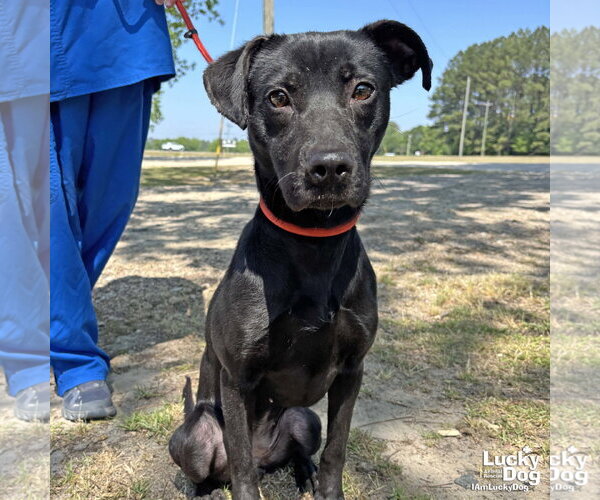 Medium Photo #3 Labrador Retriever-Unknown Mix Puppy For Sale in Washington, DC, USA