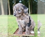 Small Photo #14 Aussiedoodle Puppy For Sale in LEXINGTON, AL, USA