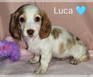 Dachshund Puppy for sale in DEBARY, FL, USA