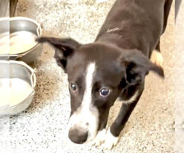 Medium Photo #2 Australian Kelpie-Labrador Retriever Mix Puppy For Sale in Houston, TX, USA