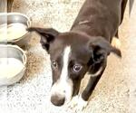 Small #1 Australian Kelpie-Labrador Retriever Mix