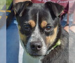 Small Pug Mix