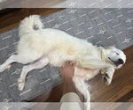 Small #5 Great Pyrenees