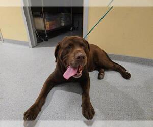 Labrador Retriever Dogs for adoption in Orange, CA, USA