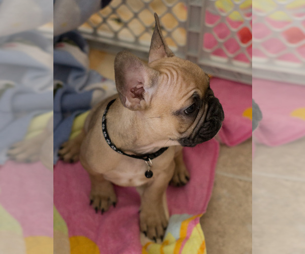 Medium Photo #6 French Bulldog Puppy For Sale in MILWAUKEE, WI, USA
