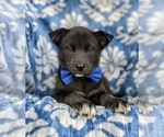 Small Photo #6 Labrador Retriever-Siberian Husky Mix Puppy For Sale in LINCOLN UNIV, PA, USA