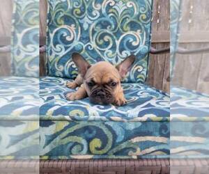 French Bulldog Puppy for sale in W SACRAMENTO, CA, USA