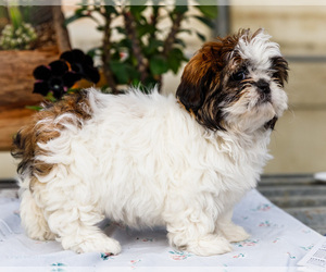Medium Shih Tzu