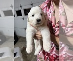 Small #9 Great Pyrenees