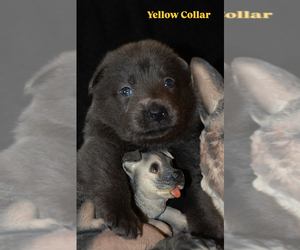 German Shepherd Dog Puppy for sale in RUCKERSVILLE, VA, USA