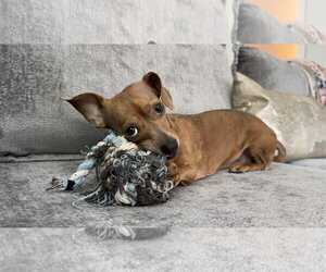 Chihuahua Dogs for adoption in Denton, TX, USA