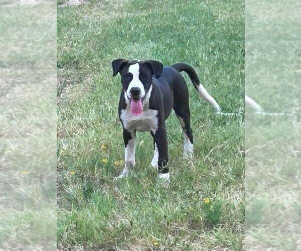 Medium Photo #2 Mutt Puppy For Sale in FRAMINGHAM, MA, USA