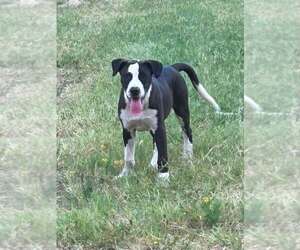 Petey - Male Mutt Dog for Adoption - Photo #2