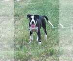 Small #1 Mutt