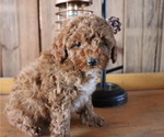 Small #2 Poodle (Toy)