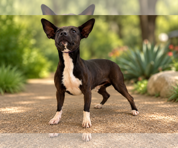 Medium Photo #3 Mutt Puppy For Sale in PIPE CREEK, TX, USA