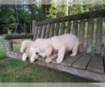 Small Photo #33 English Cream Golden Retriever Puppy For Sale in MILLVILLE, MA, USA