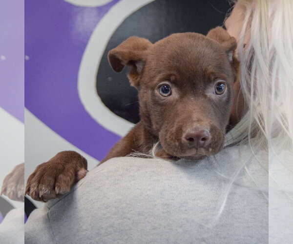 Medium Photo #5 Catahoula Leopard Dog-Labrador Retriever Mix Puppy For Sale in Huntley, IL, USA