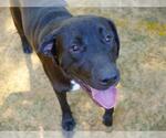 Small Labrador Retriever Mix