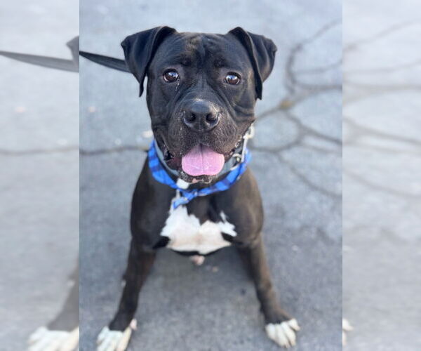 Medium Photo #15 American Staffordshire Terrier-Boxer Mix Puppy For Sale in Lake Forest, CA, USA
