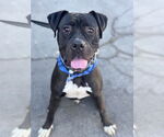 Small #14 American Staffordshire Terrier-Boxer Mix