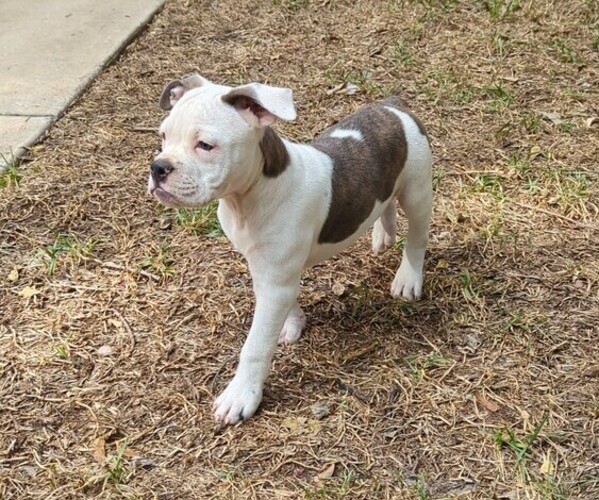 Medium Photo #2 Olde English Bulldogge Puppy For Sale in AUSTIN, TX, USA
