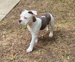 Small #1 Olde English Bulldogge