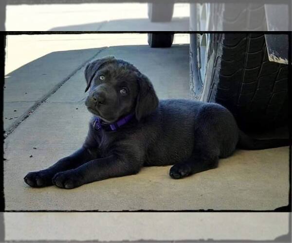 Medium Photo #7 Labrador Retriever Puppy For Sale in FOUNTAIN, CO, USA