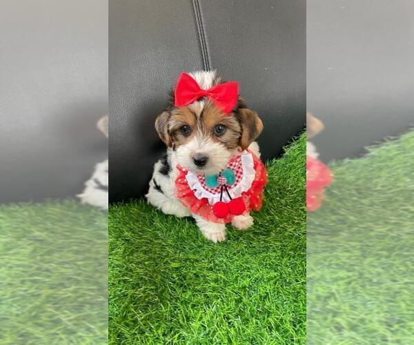 Medium Photo #4 Yorkshire Terrier Puppy For Sale in GREENWOOD, IN, USA