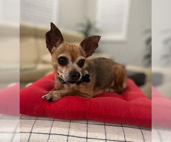 Medium Photo #2 Chihuahua-Unknown Mix Puppy For Sale in Davis, CA, USA