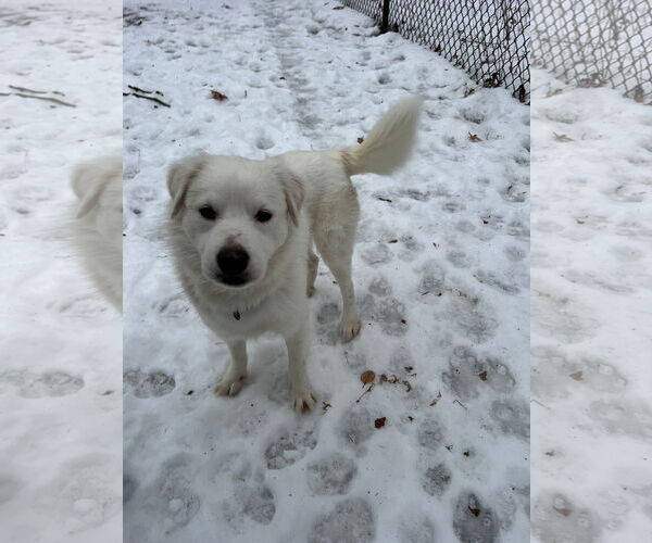 Medium Photo #4 Great Pyrenees-Unknown Mix Puppy For Sale in Brooklyn Center, MN, USA