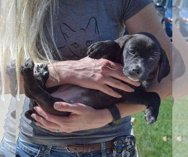 Medium Photo #5 Sheprador Puppy For Sale in Huntley, IL, USA