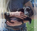 Small #4 Sheprador