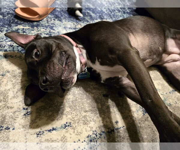 Medium Photo #10 American Staffordshire Terrier-Unknown Mix Puppy For Sale in Rosenberg, TX, USA