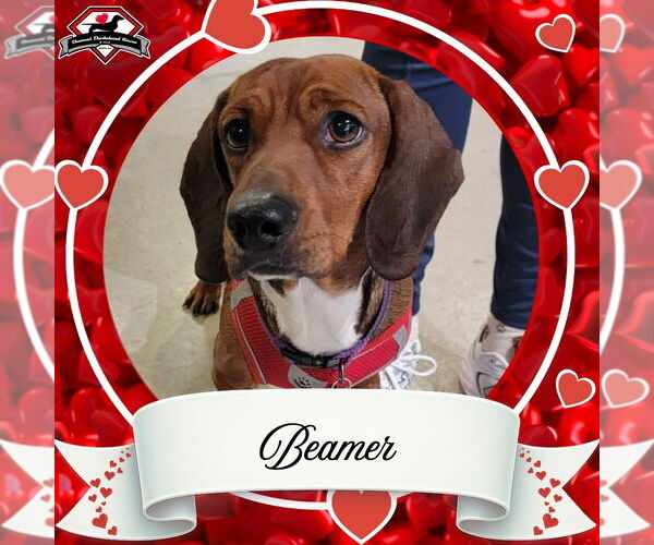 Medium Photo #2 Dachshund Puppy For Sale in San Antonio, TX, USA