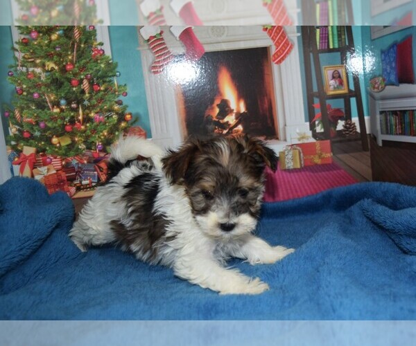Medium Photo #3 YorkiePoo Puppy For Sale in BARNESVILLE, KS, USA