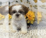 Small Photo #2 Shih Tzu Puppy For Sale in MARTINSVILLE, IN, USA