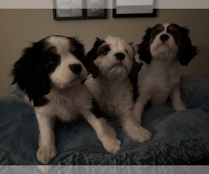 Cavachon Litter for sale in OLYMPIA, WA, USA