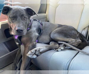 KangaRoo - Female Blue Lacy-Unknown Mix Dog for Adoption - Photo #47