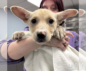 Mutt Dogs for adoption in Washington, DC, USA